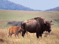 Buffalo With Baby on Catalina Island