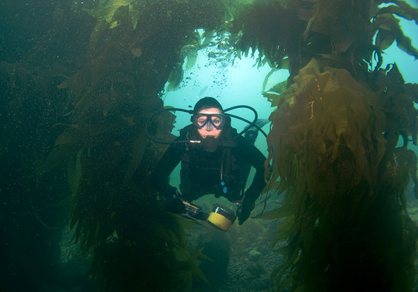 Scuba Diver in a Kelp Forest Off Catalina Island