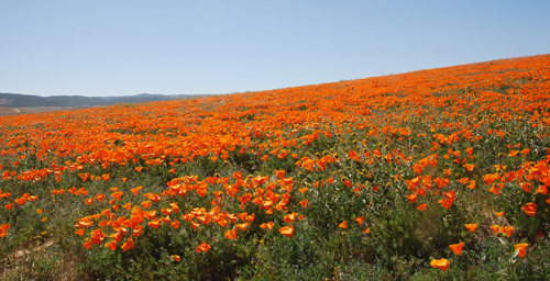 Antelope Valley Poppy Preserve