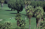 Golfing in Palm Springs