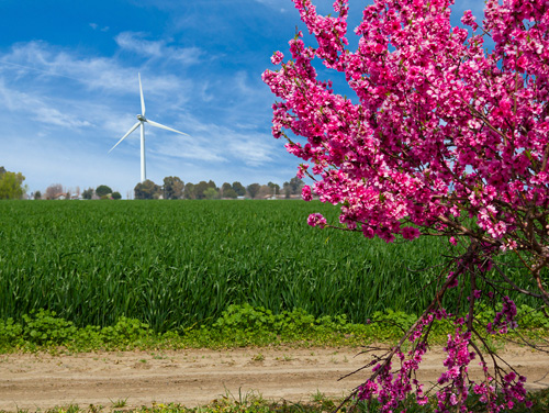 Solano County Wind Farmin the Montezuma Hills