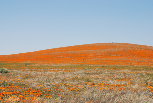 California Poppy Preserve