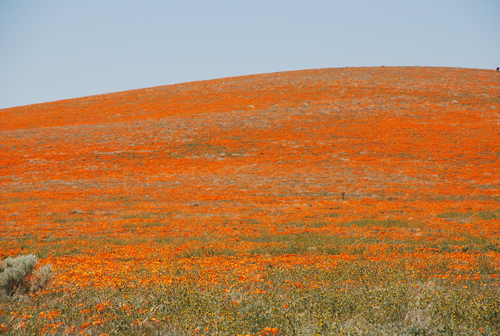 California Poppy Preserve