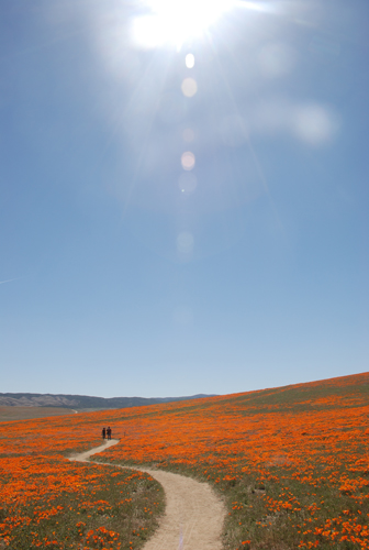 California Poppy Preserve